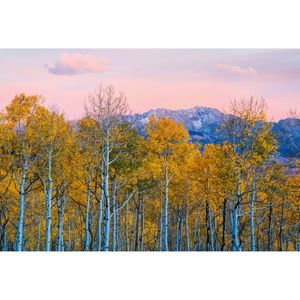 Fototapete Birches and Mountains DD118912 A.S. Création Designwalls
