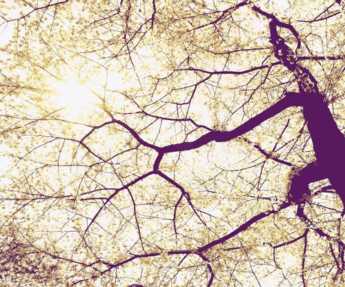 Komar Sunshine | 179,08 x 300 cm