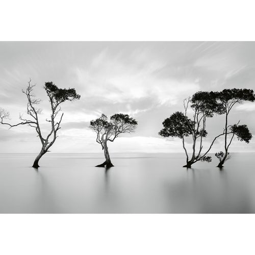 Fototapete Trees in the Still Water DD118930 A.S. Création Designwalls