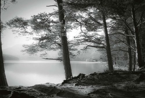 Fototapete Forest Lake DD118953 A.S. Création Designwalls