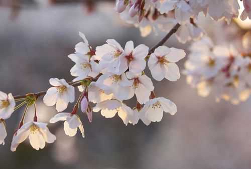 Fototapete Cherry Blossoms DD119047 A.S. Création Designwalls
