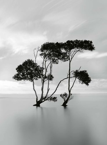 Fototapete Trees In The Still Water DD119077 A.S. Création Designwalls