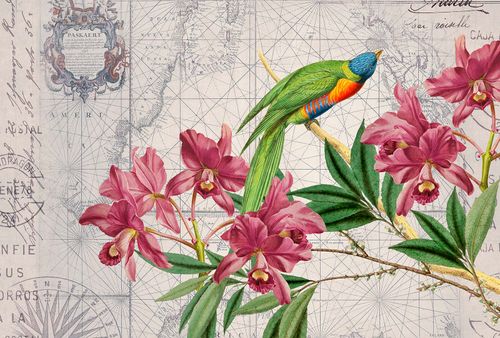 Fototapete BirdDiscovery1 DD119717 A.S. Création ARTist