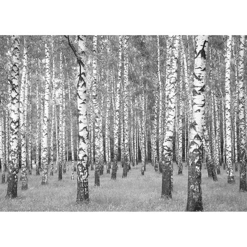 Leinwand DD123018 Birch Forest A.S. Création