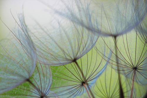 Fototapete Pusteblume in Grau Grün