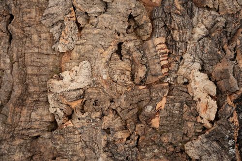Chantemur Rusticork "Traditional 70000" | TOPSELLER