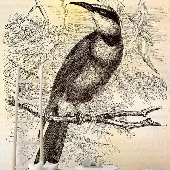 Fototapete vintage birds2 DD110436 Livingwalls Walls by Patel