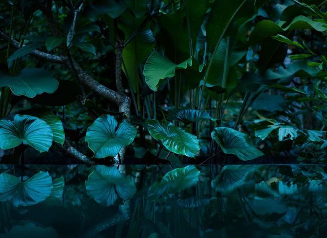 Fototapete Tropischer Regenwald | 3,50 x 2,55 m 
