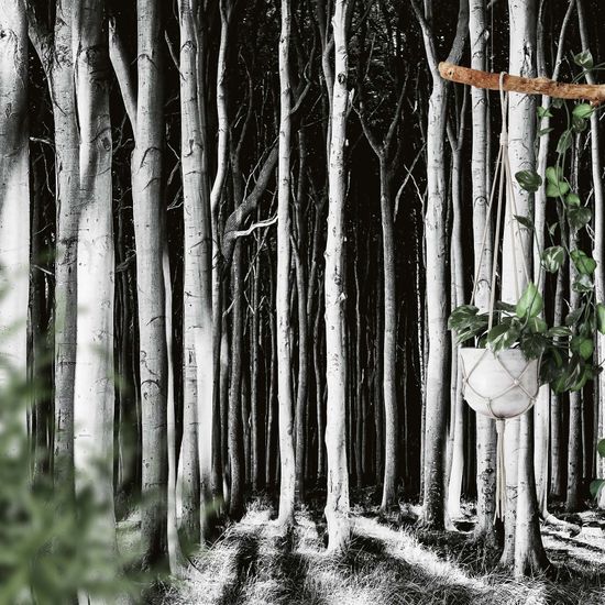 Fototapete Ghost Forest DD118939 A.S. Création Designwalls